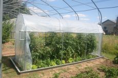 Rastlinjak – cena rastlinjaka za paradižnik in UV EMA oz PVC folije
